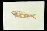 Bargain, Fossil Fish (Knightia) - Wyoming #148334-1